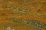 Polished Mesoproterozoic Stromatolite (Conophyton) - Australia #353322-1